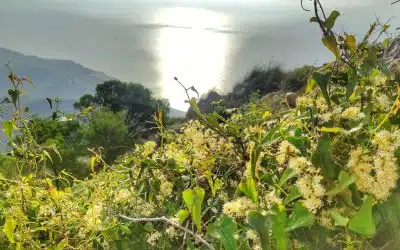 El misterio de subir a la montaña diaria de la Bonhomización
